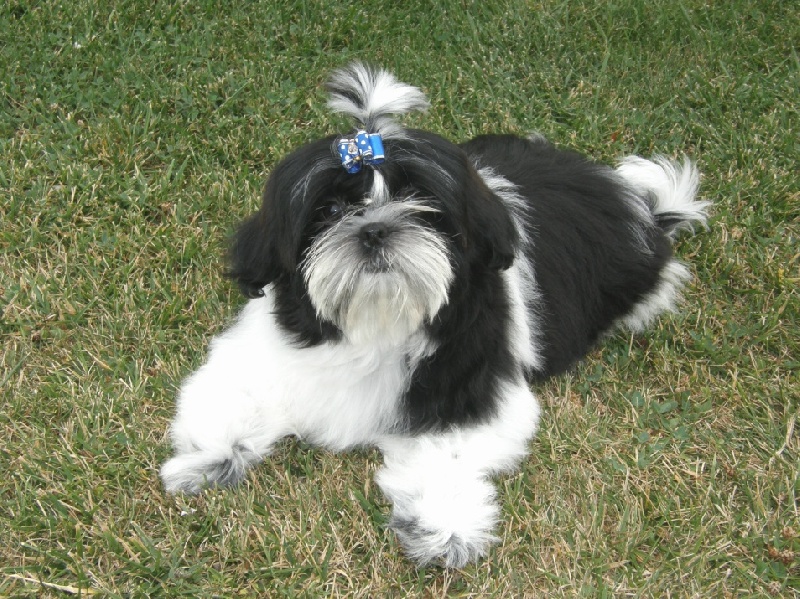 LES BEBES 2009